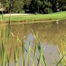 Reeds on the Sir Henry Cotton Championship Course at Penina Hotel and Golf Resort